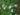 cestrum_diurnum_–_scott_zona_004