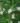 cestrum_diurnum_–_scott_zona_004
