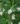 cestrum_diurnum_–_scott_zona_004