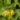 ylang-ylang-complete-essential-oil-organic-cananga-odorata-var-genuina-653726_1800x1800.jpg