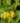 ylang-ylang-complete-essential-oil-organic-cananga-odorata-var-genuina-653726_1800x1800.jpg