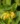 ylang-ylang-complete-essential-oil-organic-cananga-odorata-var-genuina-653726_1800x1800.jpg